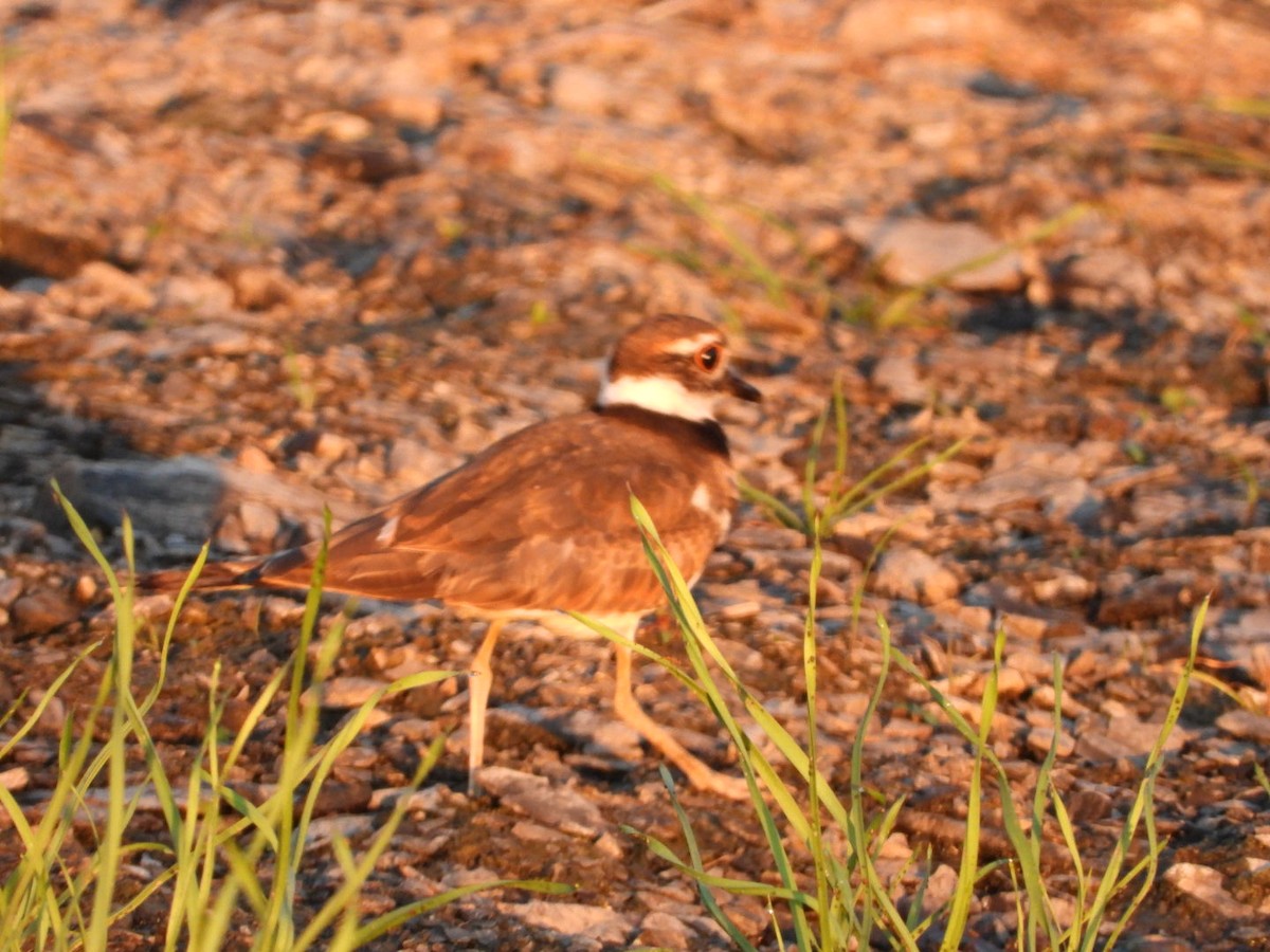 Killdeer - ML643460916