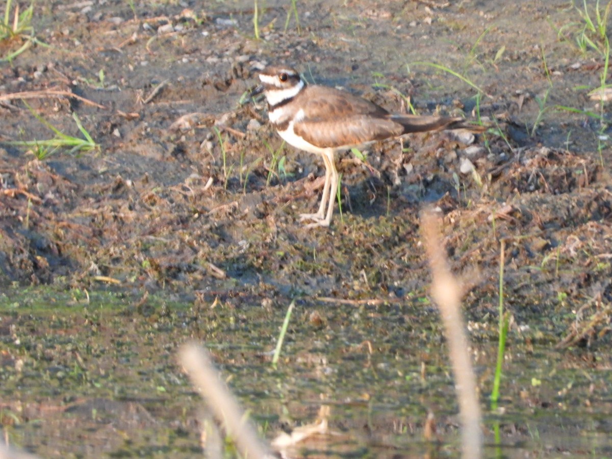 Killdeer - ML643460917