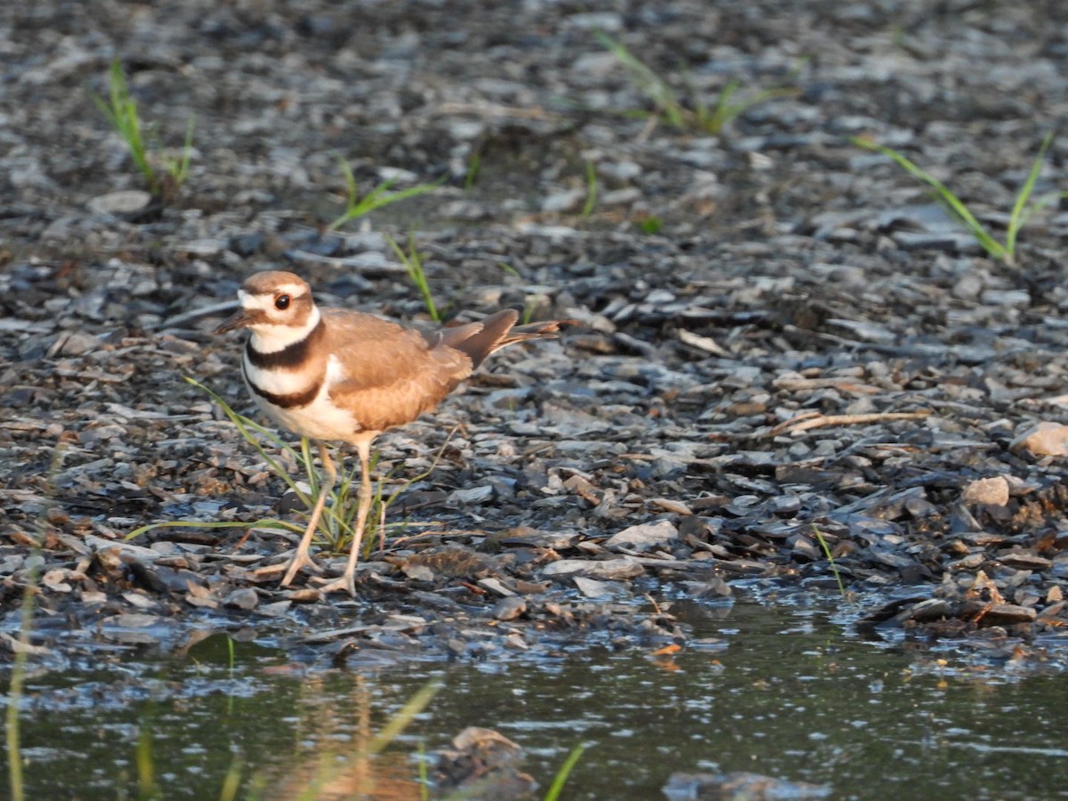 Killdeer - ML643460919