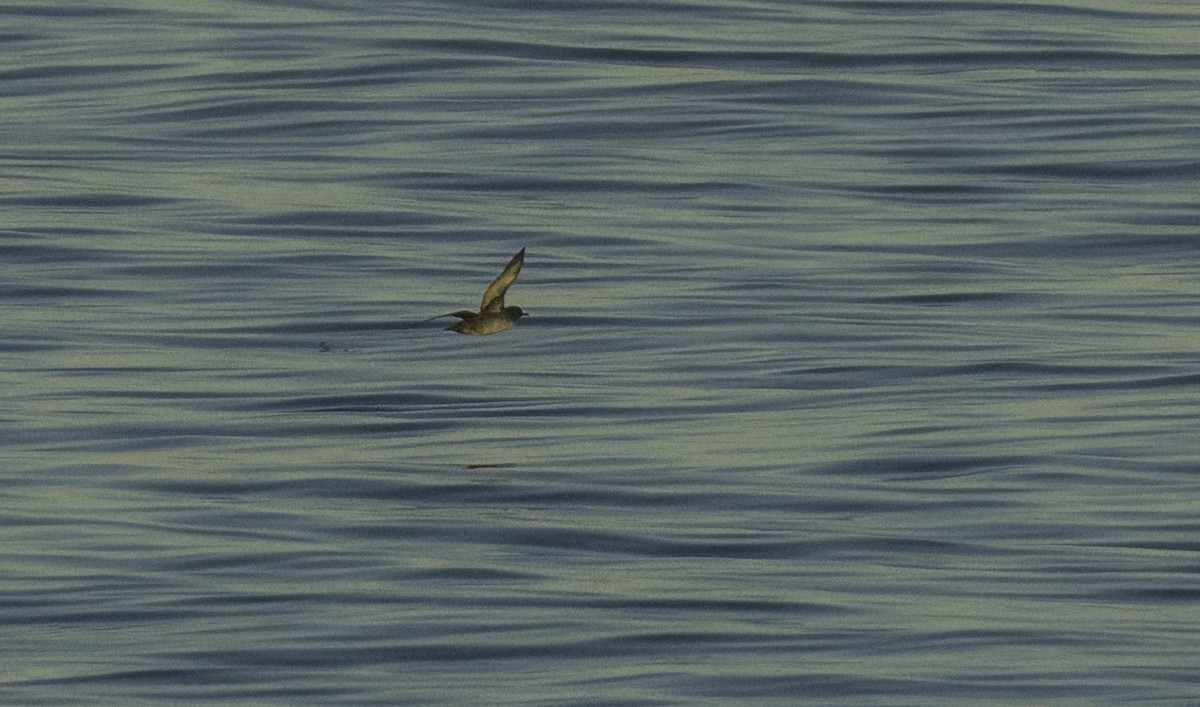 Balearic Shearwater - ML643460926