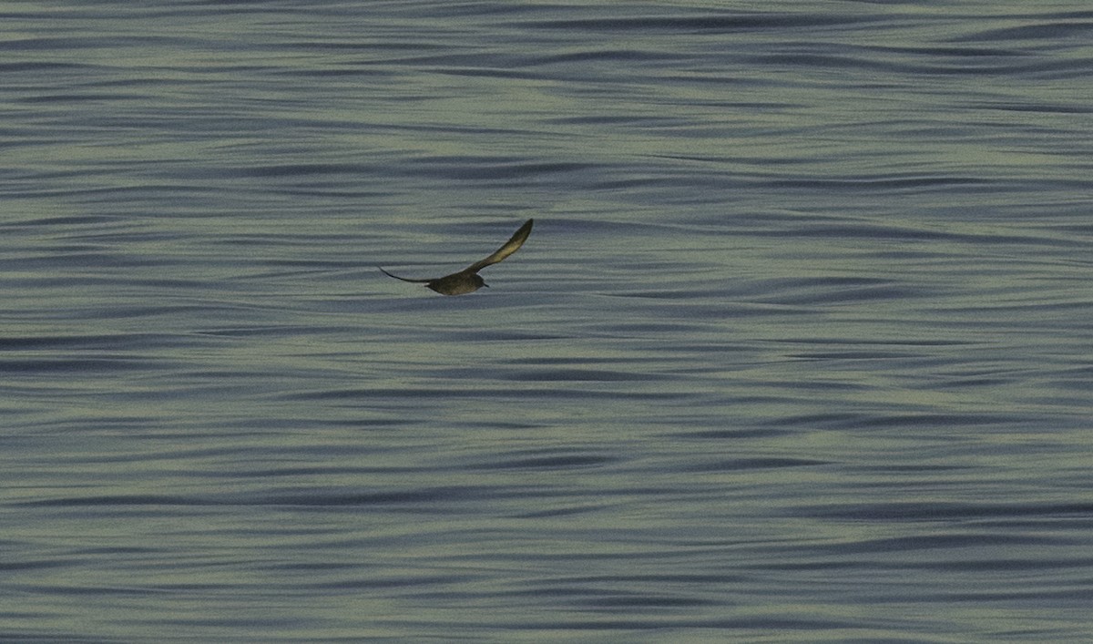 Balearic Shearwater - ML643460928