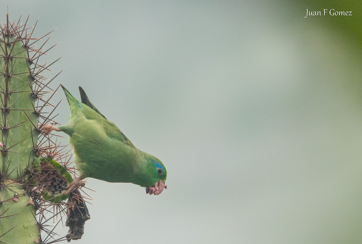 Spectacled Parrotlet - ML643460938