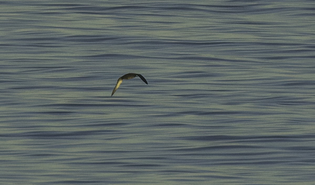 Balearic Shearwater - ML643460940