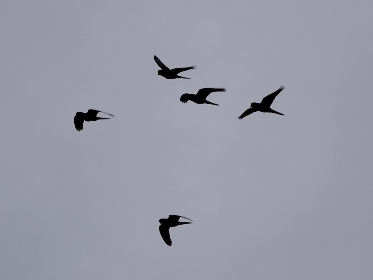 Slender-billed Parakeet - ML643460947
