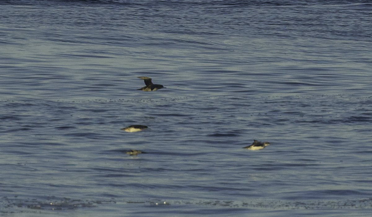 Balearic Shearwater - ML643460951