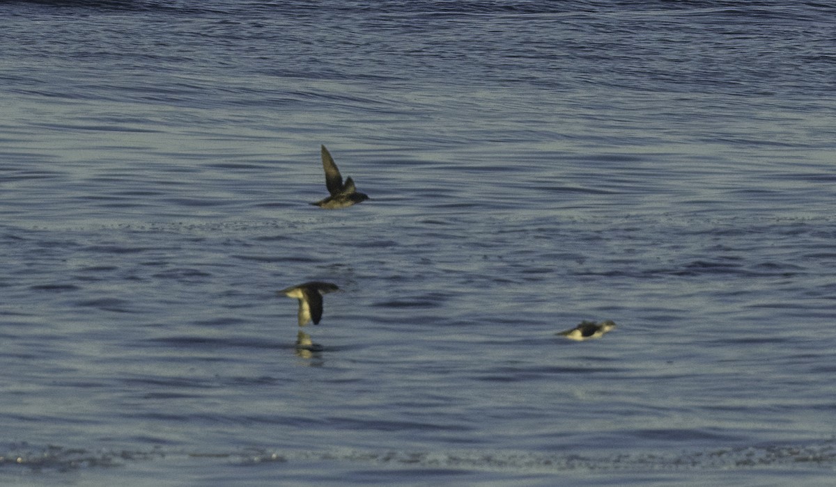 Balearic Shearwater - ML643460955