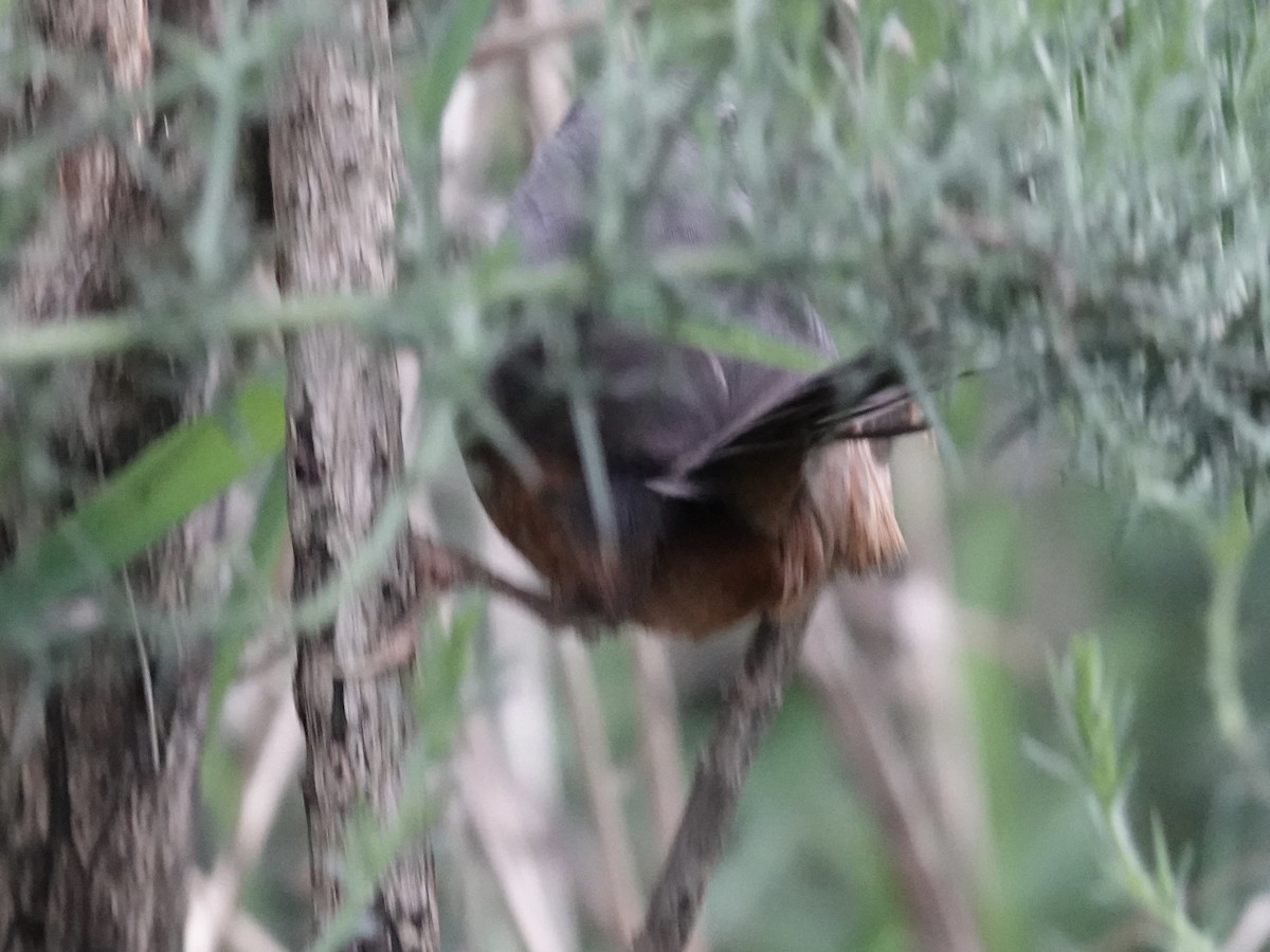 Ochre-flanked Tapaculo - ML643460957