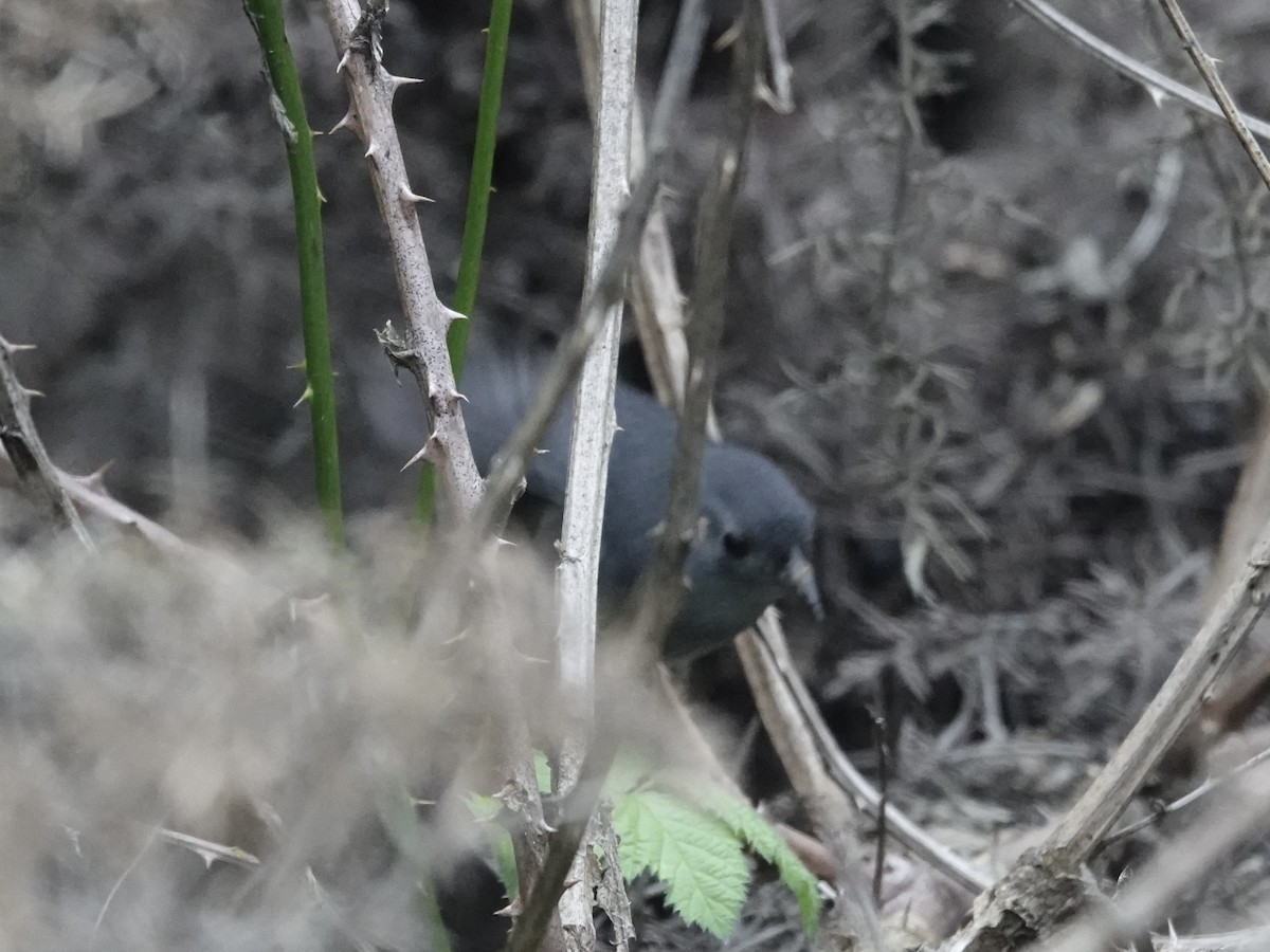 Ochre-flanked Tapaculo - ML643460958