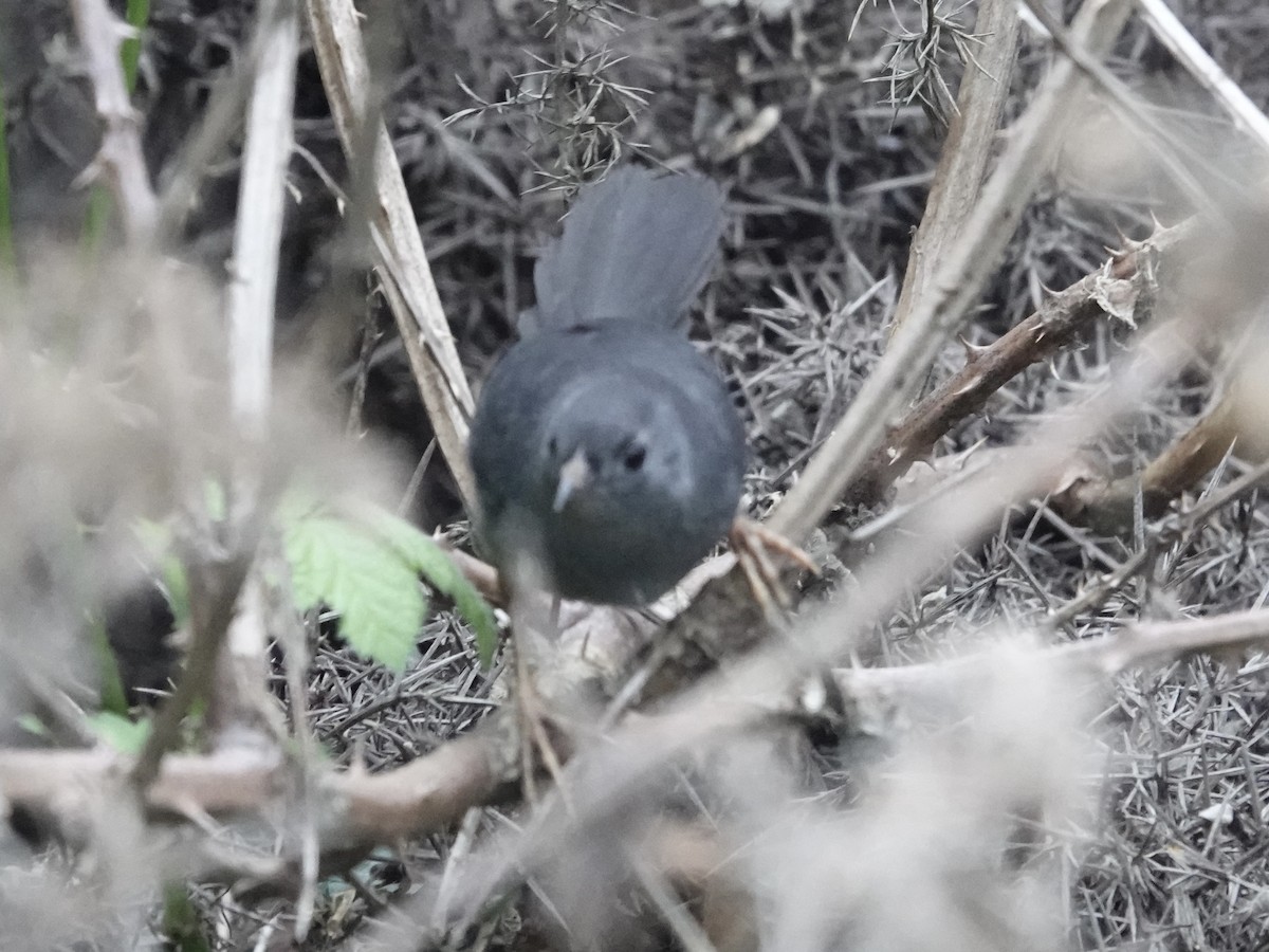 Ochre-flanked Tapaculo - ML643460959