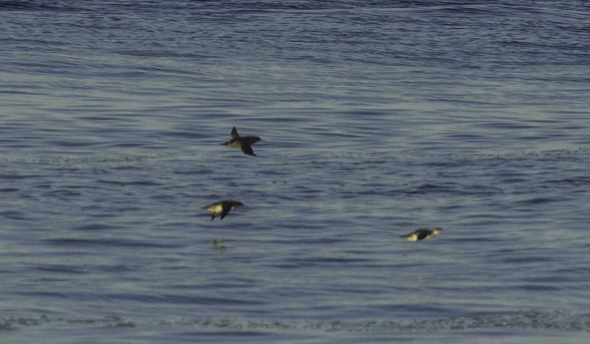 Balearic Shearwater - ML643460960