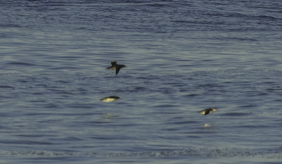 Balearic Shearwater - ML643460963