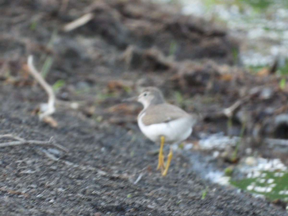 Spotted Sandpiper - ML643460979
