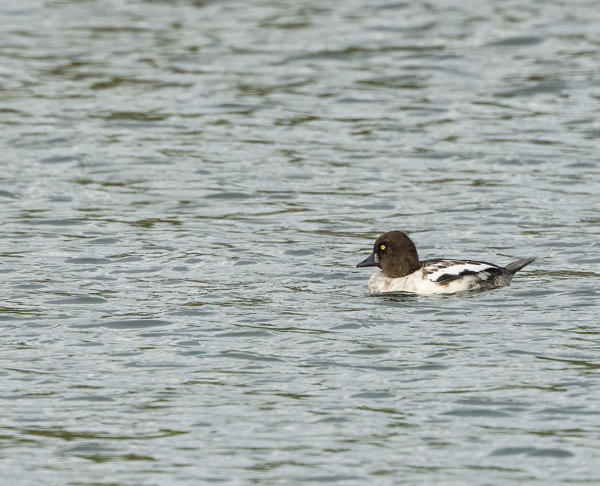 Common Goldeneye - ML643460990