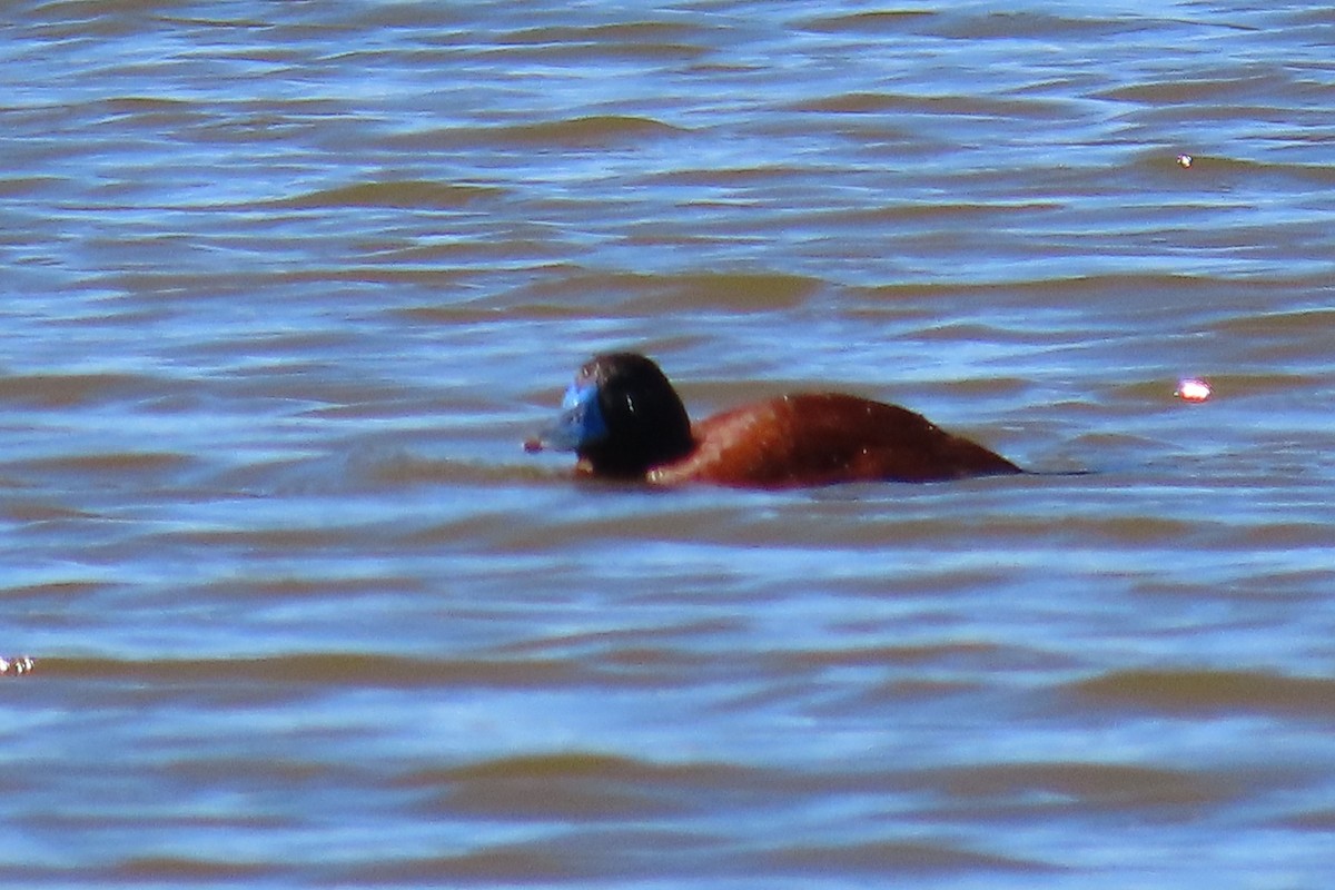 Lake Duck - ML643460996