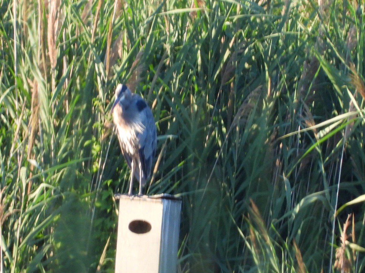 Great Blue Heron - ML643460997