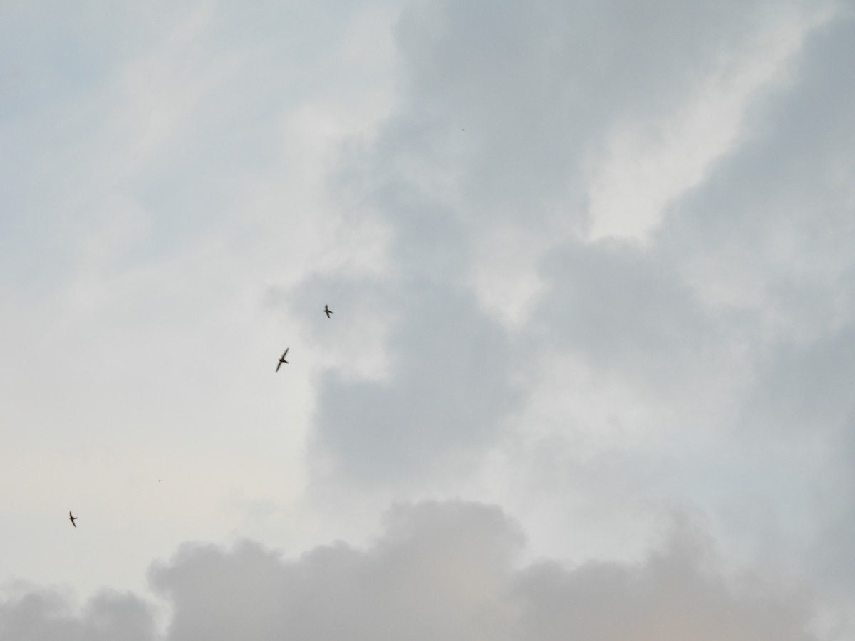 Common Swift - ML643461001