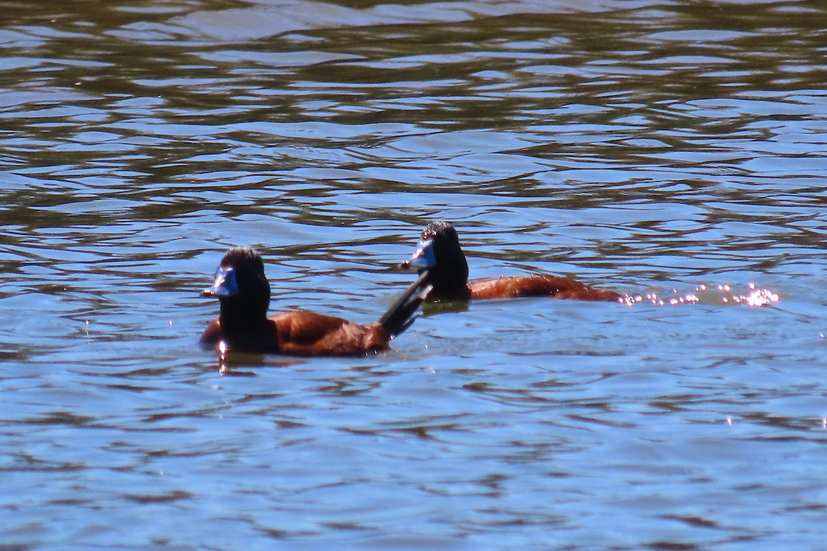 Lake Duck - ML643461013