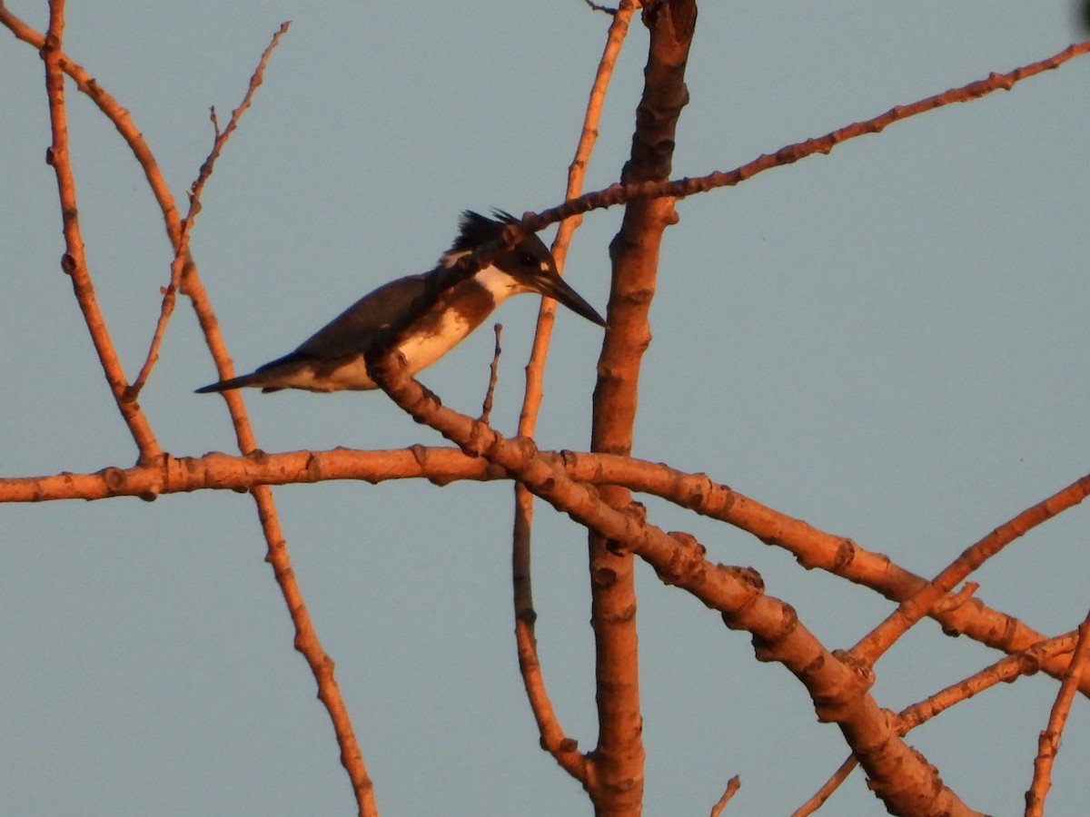 Belted Kingfisher - ML643461014
