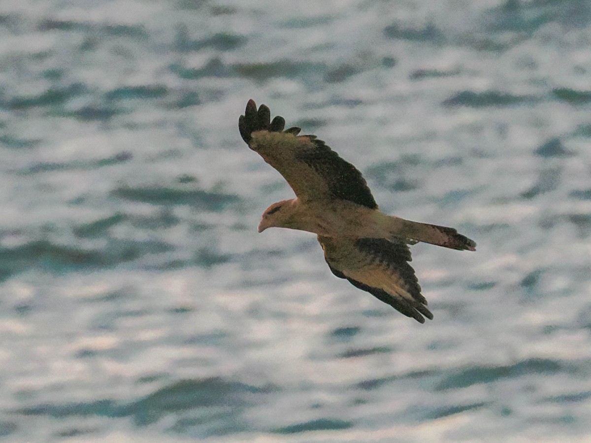 Yellow-headed Caracara - ML643461018
