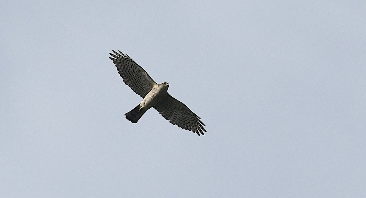 Japanese Sparrowhawk - ML643461082
