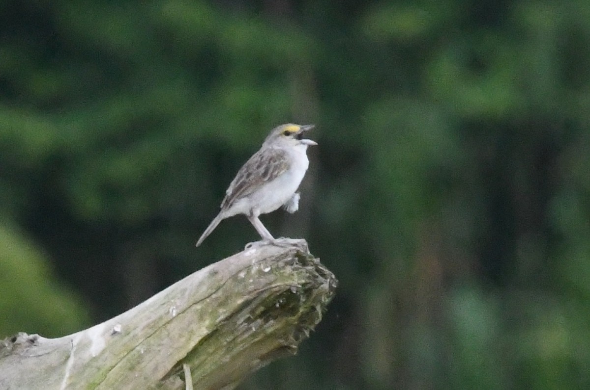 Yellow-browed Sparrow - ML643461088
