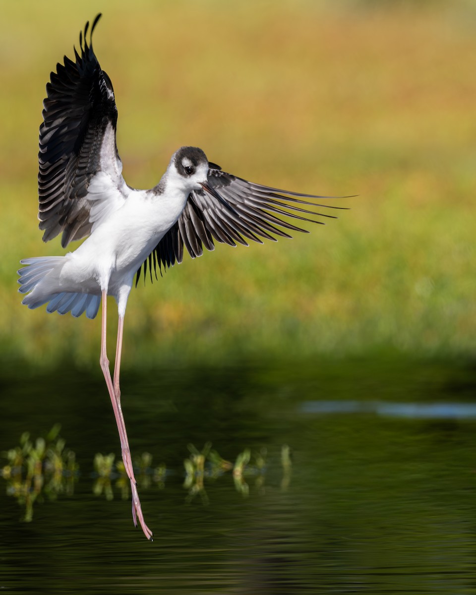 Black-necked Stilt - ML643461102