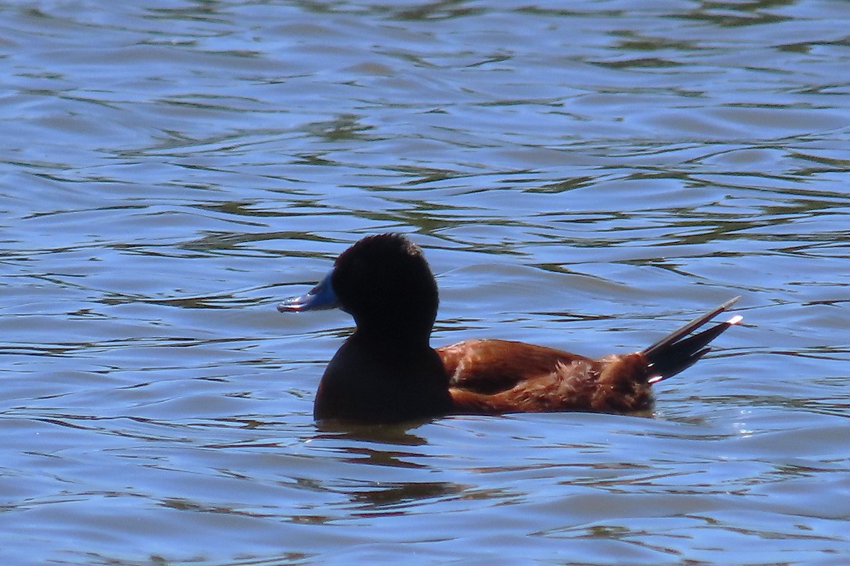 Lake Duck - ML643461103