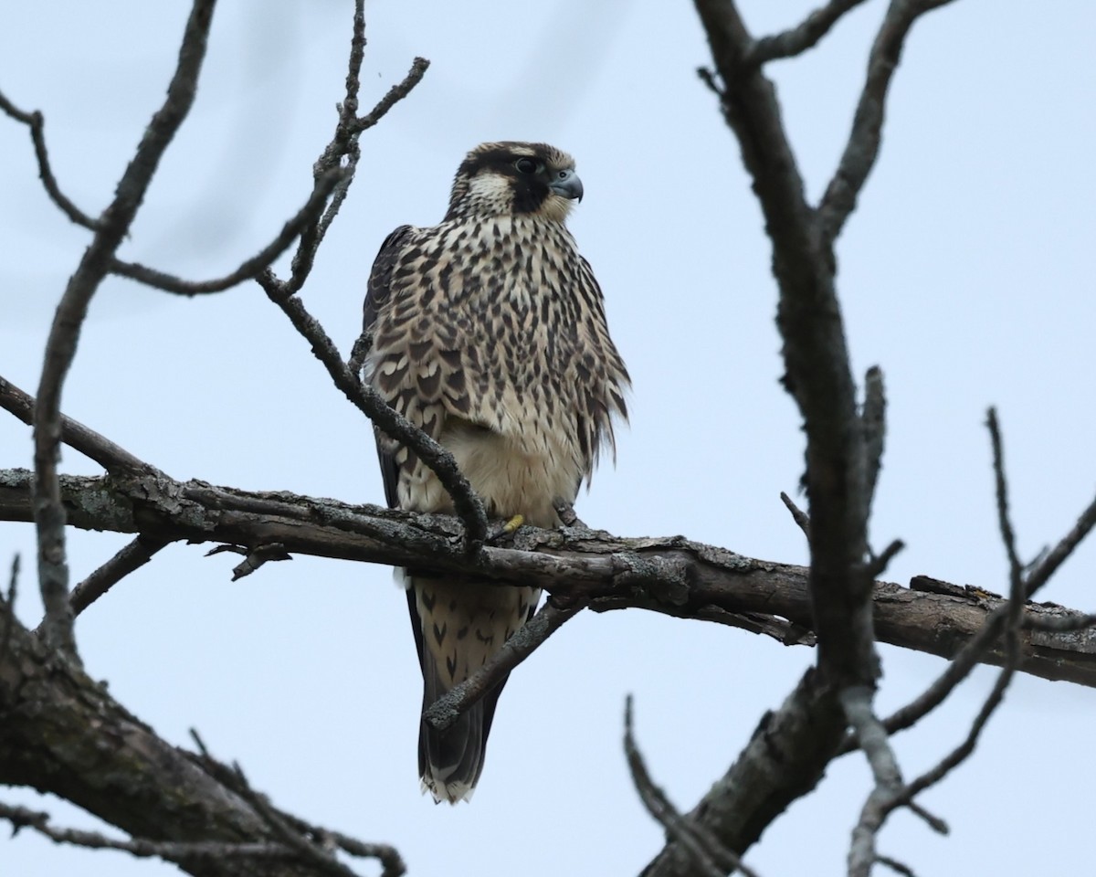 Peregrine Falcon - ML643461115