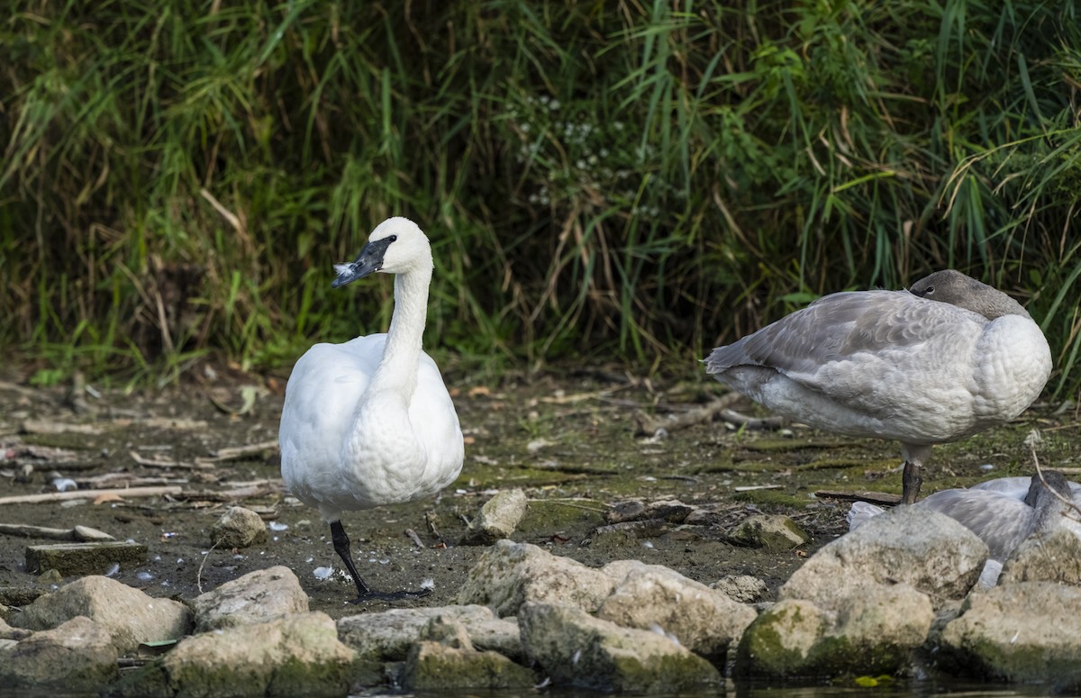 Borazancı Kuğu - ML643461124