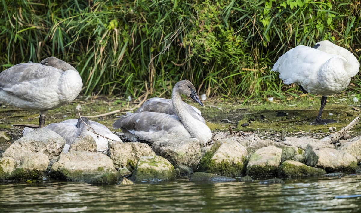 Borazancı Kuğu - ML643461125