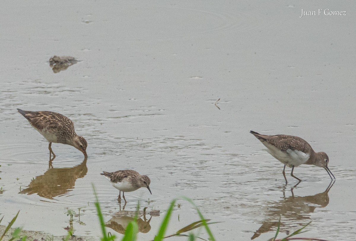 Least Sandpiper - ML643461131