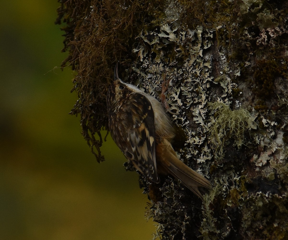 Brown Creeper - ML643461134