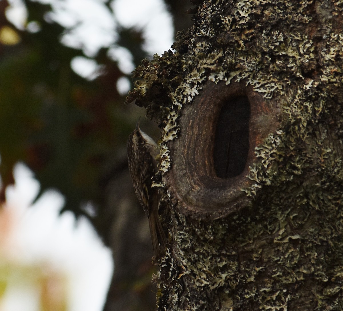 Brown Creeper - ML643461135