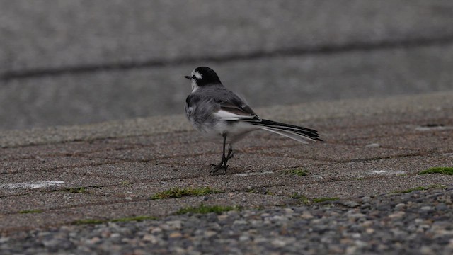 White Wagtail - ML643461142