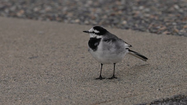 White Wagtail - ML643461144