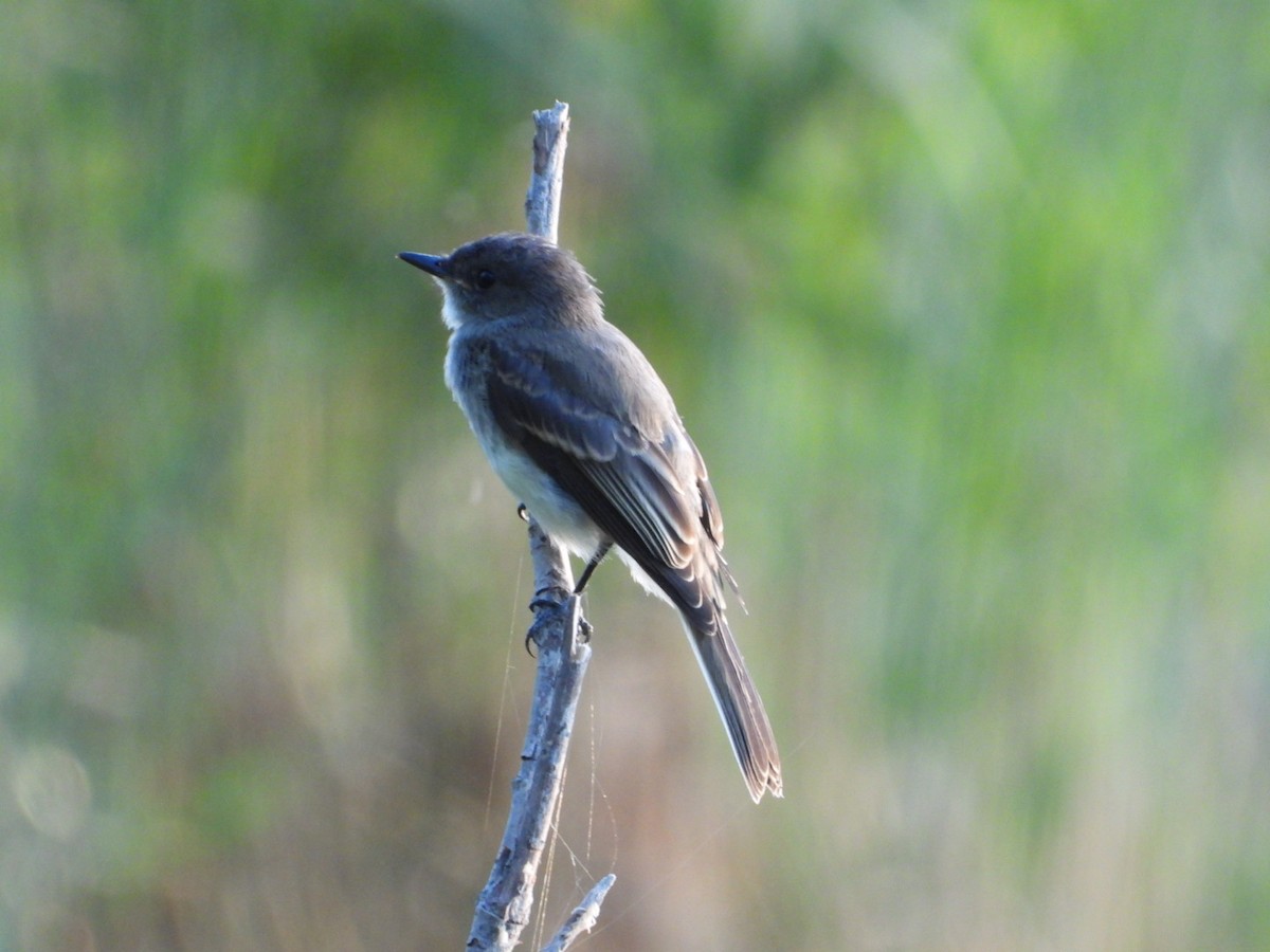 Eastern Phoebe - ML643461146