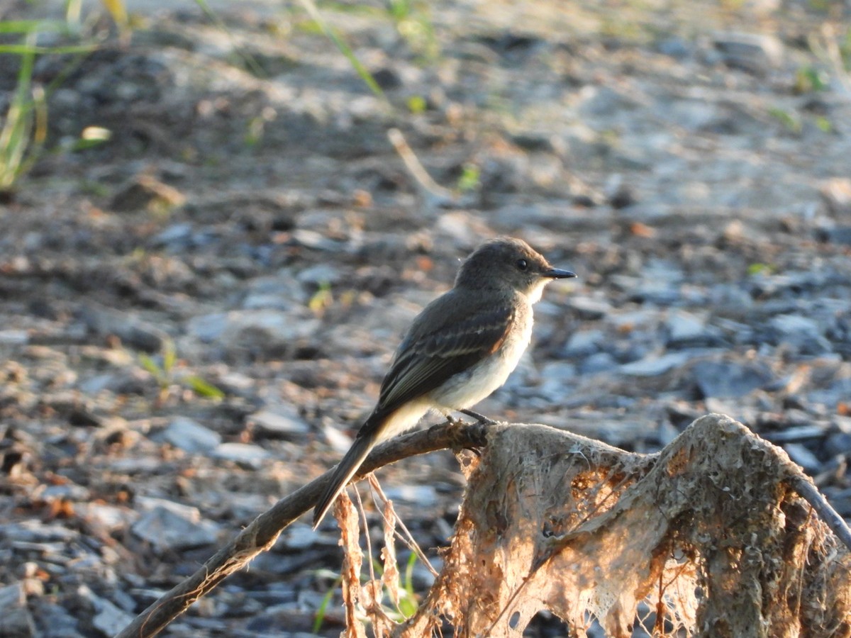 Eastern Phoebe - ML643461147