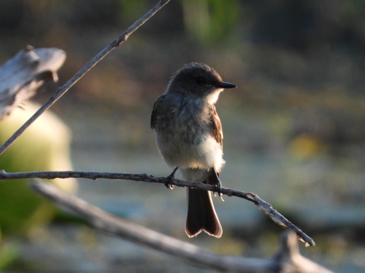 Eastern Phoebe - ML643461148