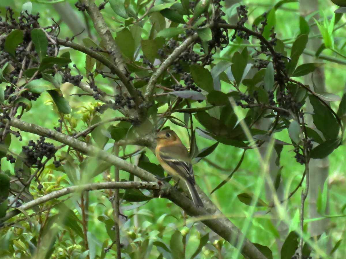 Buff-breasted Flycatcher - ML643461152