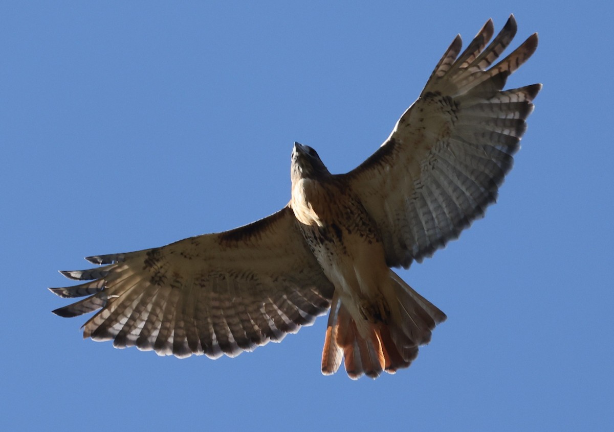 Red-tailed Hawk (borealis) - ML643461155