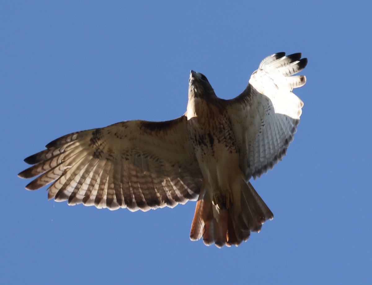 Red-tailed Hawk (borealis) - ML643461164