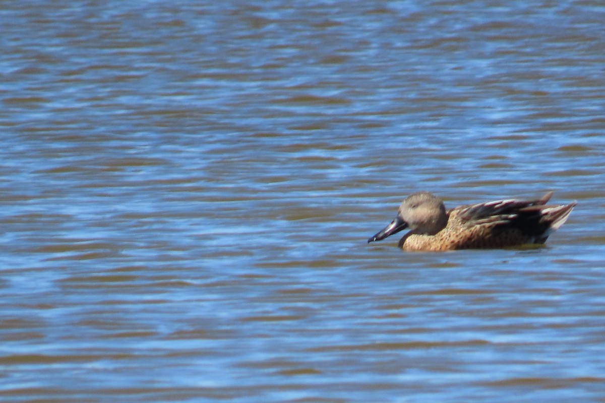 Red Shoveler - ML643461170