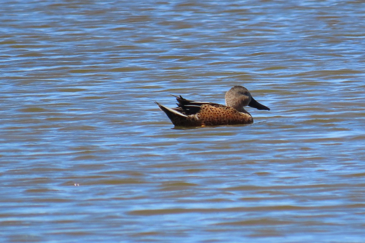 Red Shoveler - ML643461171