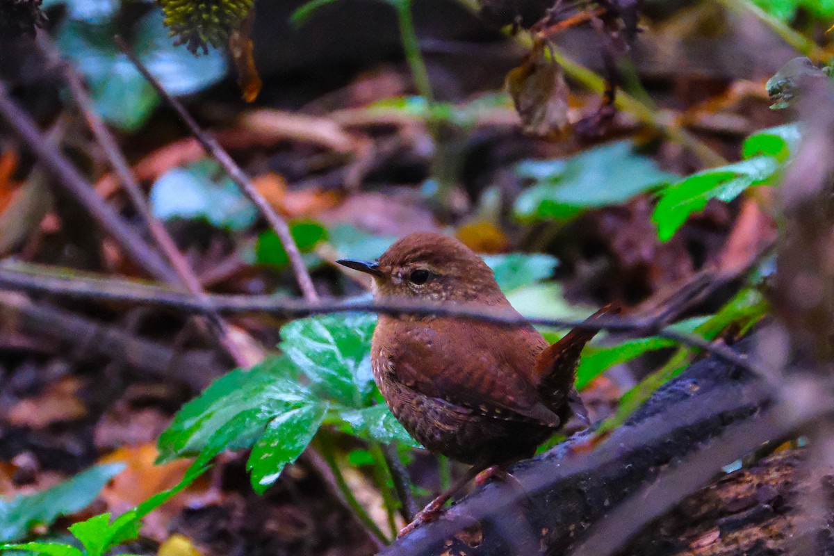Winter Wren - ML643461172