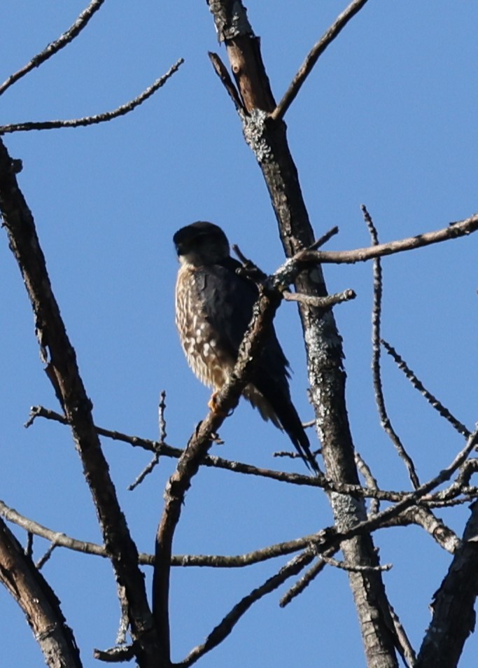 Merlin (Taiga) - ML643461176