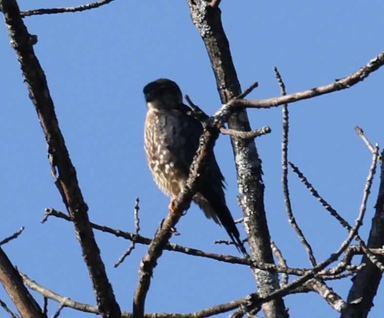 Merlin (Taiga) - ML643461177