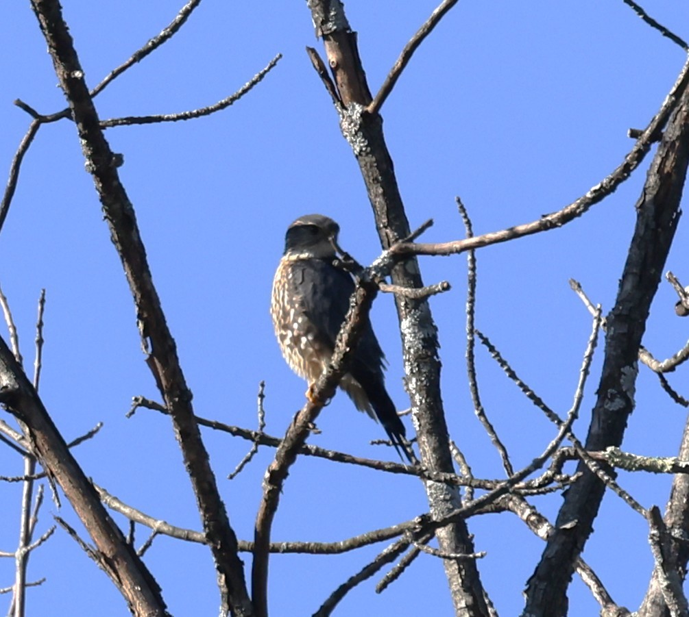 Merlin (Taiga) - ML643461178