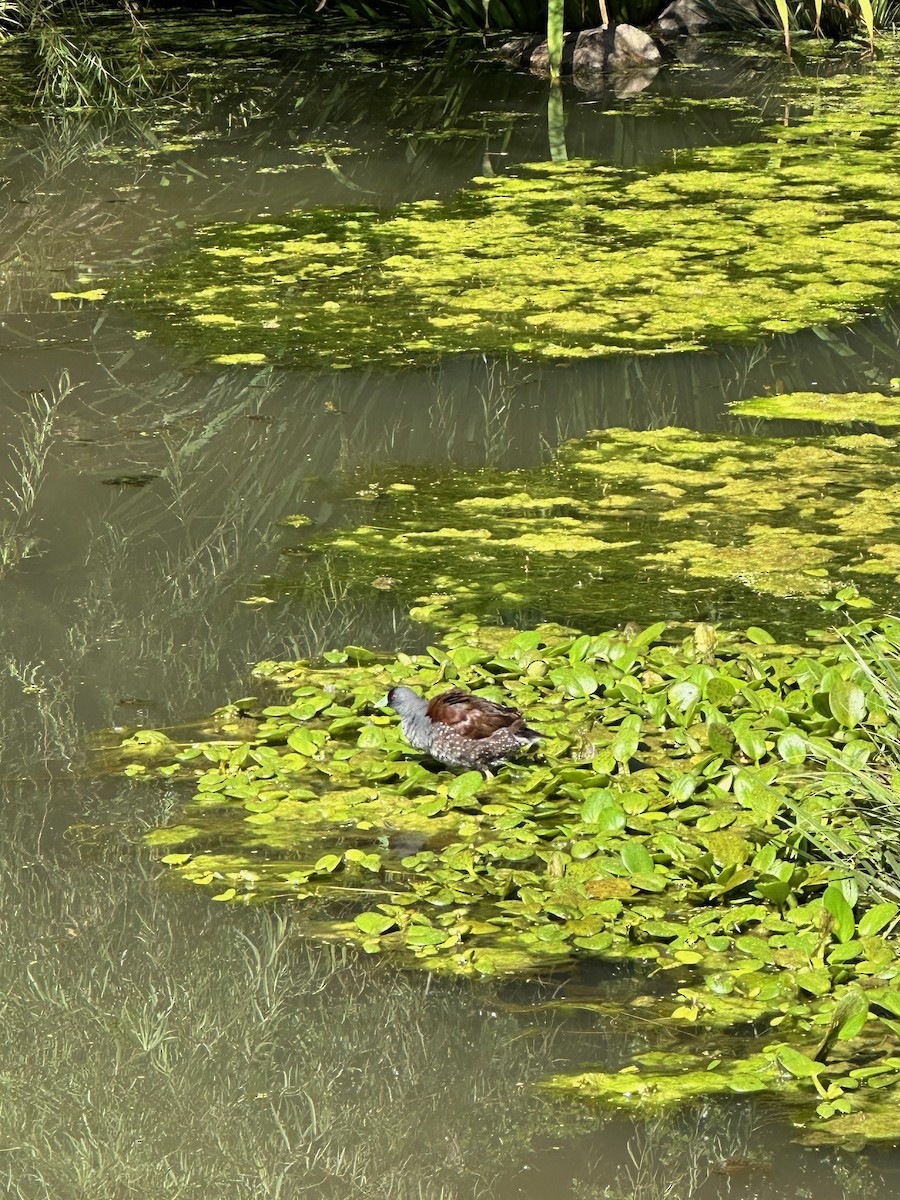 Spot-flanked Gallinule - ML643461179