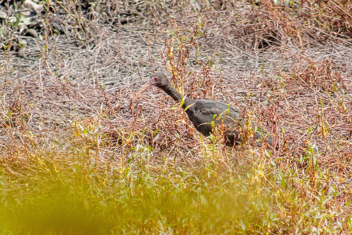 Ibis Afeitado - ML643461207
