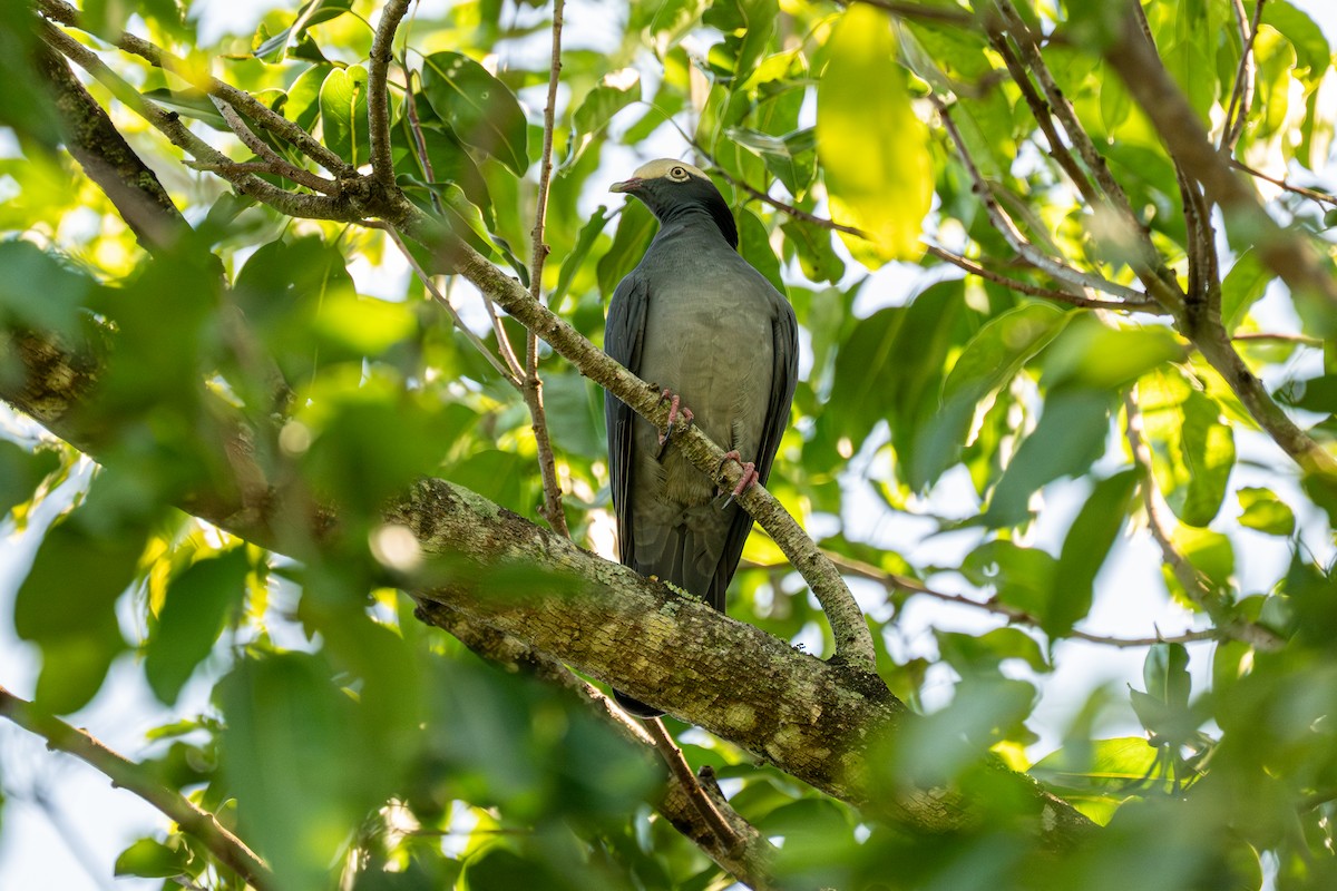 White-crowned Pigeon - ML643461208